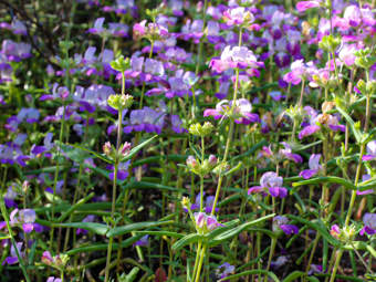 Image of Chinese Houses  - Colinsia heterophylla 