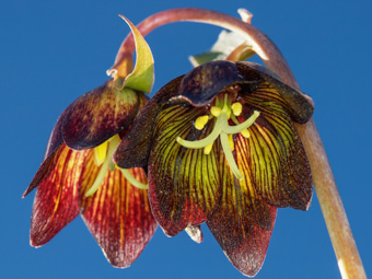 Image of Chocolate Lily  - Fritillaria biflora 
