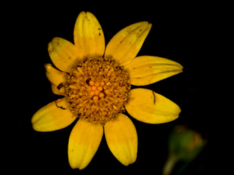 Image of California Goldfields  - Lasthenia californica 