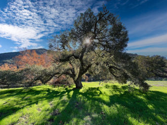 Image of Coastal Live Oak  - Quercus agrifolia 