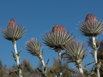 Image of Cobweb Thistle  - Cirsium occidentale 