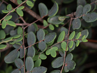 Image of Coffee Fern  - Pellaea andromedifolia 