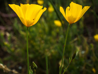 Image of Collarless Poppy  - Eschscholzia caespitosa 