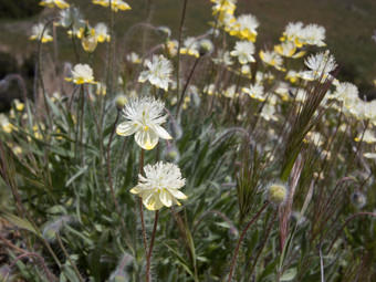 Image of Cream Cups  - Platystemon californicus 