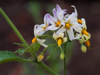 Image of Douglas Nightshade  - Solanum douglasii 