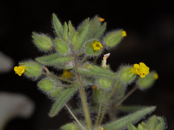 Image of Downy Monkey Flower  - Erythranthe pilosus 