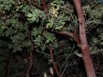 Image of Eastwood Manzanita  - Arctostaphylos glandulosa 