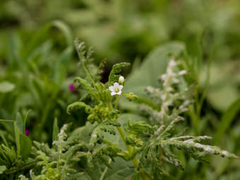 Image of Eucrypta  - Eucrypta chrysanthemifolia 