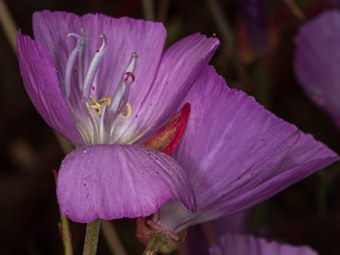 Image of Farewell-to-Spring  - Clarkia bottae 