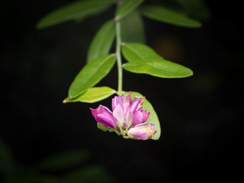 Image of Milkwort  - Polygala cornuta 