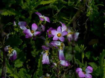 Image of Fringed Linanthus  - Linanthus dianthiflorus 