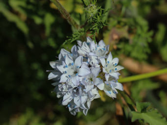 Image of Globe Gilia  - Gilia capitata 