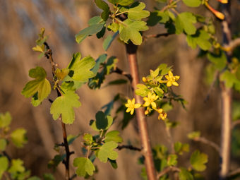 Image of Golden Currant  - Ribes aureum 