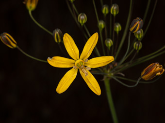 Image of Golden Star  - Bloomeria crocea 