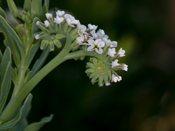 Image of Wild Heliotrope  - Heliotropium curassavicum 