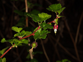 Image of Hillside Gooseberry  - Ribes californicum 