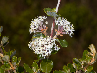 Image of Hoary Leaved Ceanothus  - Ceanothus crassifolius 