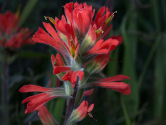 Image of Indian Paintbrush  - Castilleja affinis 