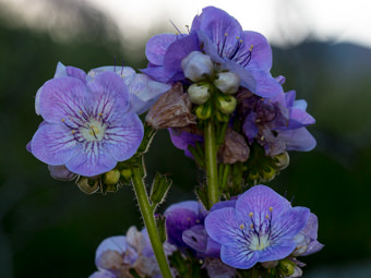 Image of Large-Flowered Phacelia  - Phacelia grandiflora 