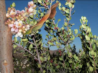 Image of Lemonade Berry  - Rhus integrifolia 