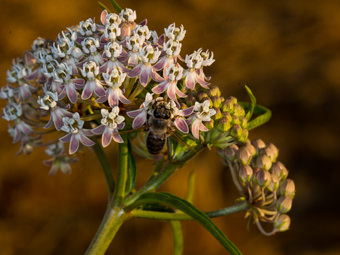 Image of Narrow Leaved Milkweed  - Asclepias fascicularis 