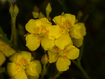 Image of Peak Rush Rose  - Crocanthemum scoparium 