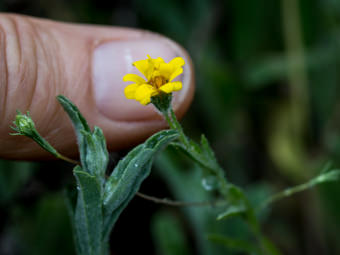 Image of Lyons Pentachaeta  - Pentachaeta lyonii 