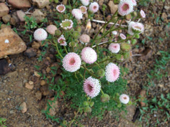 Image of Pin Cushion  - Chaenactis artemisiifolia 
