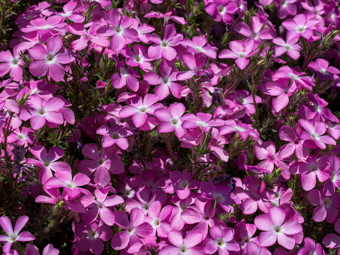 Image of Prickly Phlox  - Linanthus californicus 