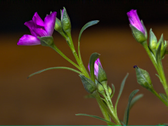 Image of Red Maids  - Calandrinia menziesii 