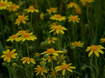 Image of Royal Goldfields  - Lasthenia coronaria 