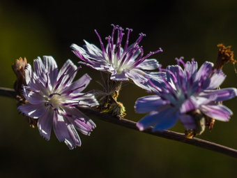 Image of San Diego Milk-aster  - Stephanomeria diegensis 