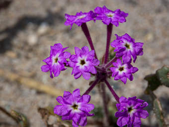 Image of Sand Verbena  - Abronia maritima 