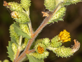 Image of Sawtooth Goldenbush  - Hazardia squarrosa 