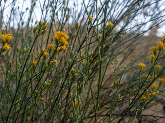 Image of Scale Broom  - Lepidospartum squamatum 