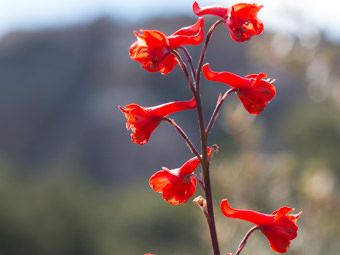 Image of Scarlet Larkspur  - Delphinium cardinale 