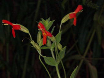 Image of Scarlet Monkey Flower  - Erythranthe cardinalis 