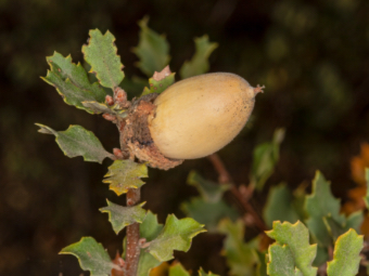 Image of Scrub Oak  - Quercus berberidifolia 