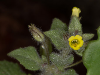 Image of Slimy Monkey Flower  - Erythranthe floribunda 