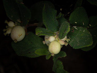 Image of Snowberry  - Symphoricarpos mollis 
