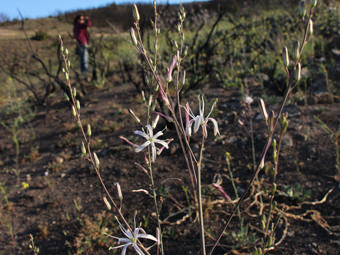 Image of Soap Plant  - Chlorogalum pomeridianum 