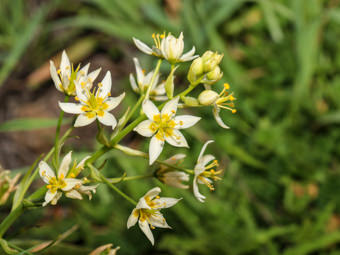 Image of Star Lily  - Toxicoscordion fremontii 