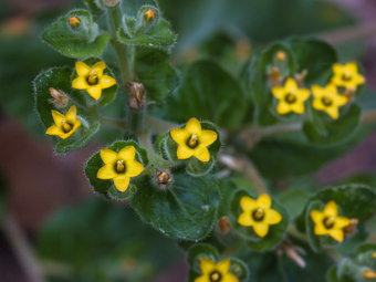 Image of Stick Leaf, San Luis Blazingstar  - Mentzelia micrantha  