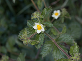 Image of Sticky Cinquefoil  - Drymocallis glandulosa 