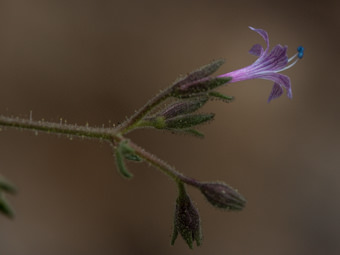 Image of Sticky Gilia, Stinky Gilia  - Allophylum glutinosum 