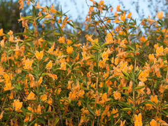 Image of Sticky Monkey Flower  - Diplacus longiflorus 