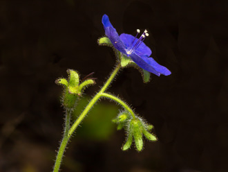 Image of Sticky Phacelia  - Phacelia viscida 