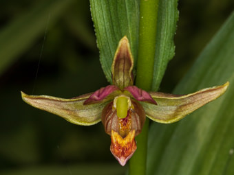 Image of Stream Orchid  - Epipactis gigantea 