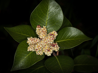 Image of Sugar Bush  - Rhus ovata 