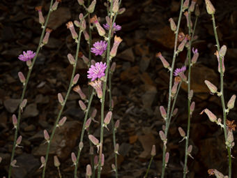 Image of Tejon Milk-Aster  - Stephanomeria cichoriacea 